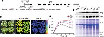 Reduction in chloroplastic ribulose-5-phosphate-3-epimerase decreases photosynthetic capacity in Arabidopsis